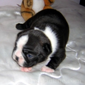 Photo de Boston terrier