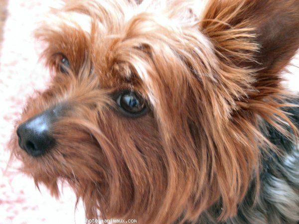 Photo de Yorkshire terrier