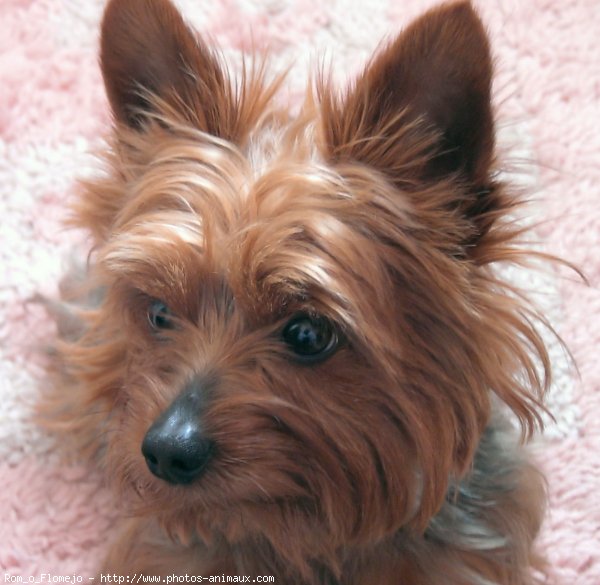 Photo de Yorkshire terrier