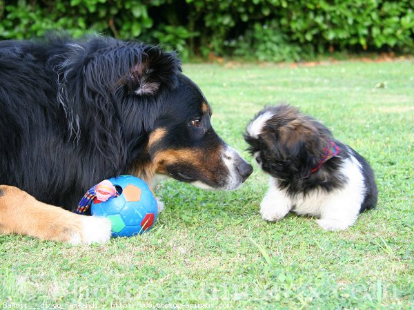 Photo de Races diffrentes