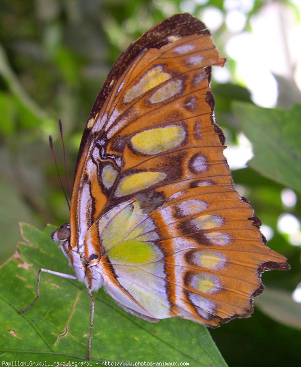 Photo de Papillon