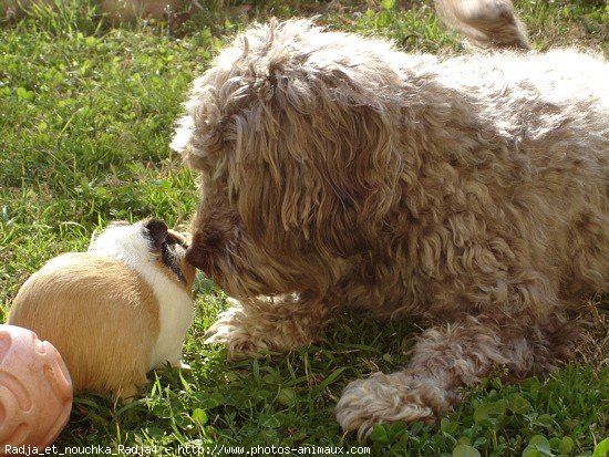 Photo de Races diffrentes