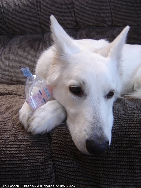 Photo de Berger blanc suisse