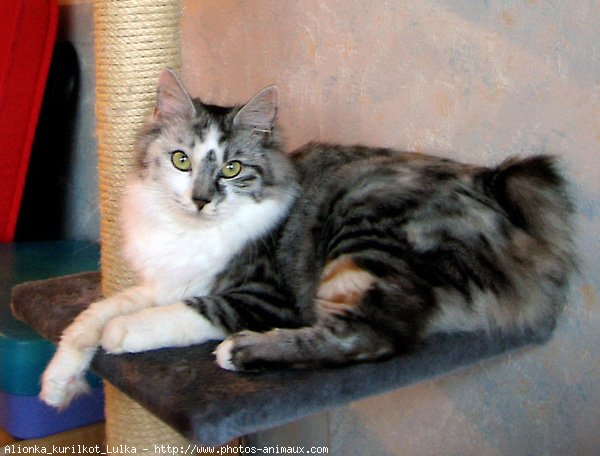 Photo de Kurilian bobtail poil long