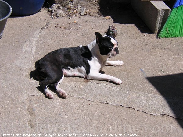 Photo de Boston terrier