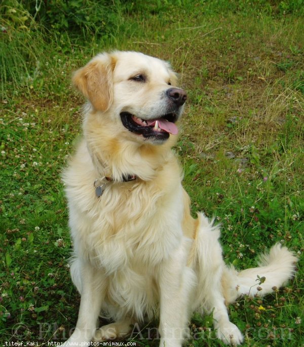 Photo de Golden retriever