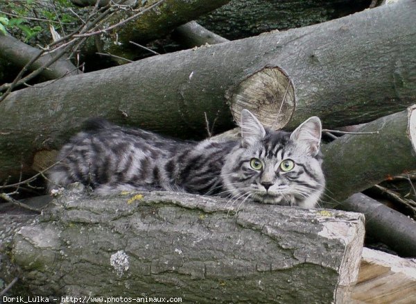 Photo de Kurilian bobtail poil long