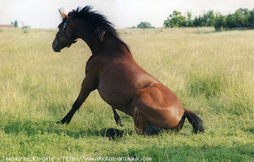 Photo de Trotteur franais