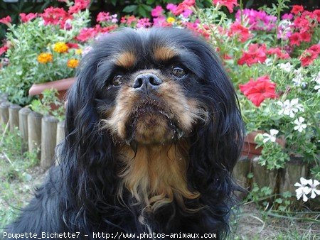 Photo de Cavalier king charles spaniel