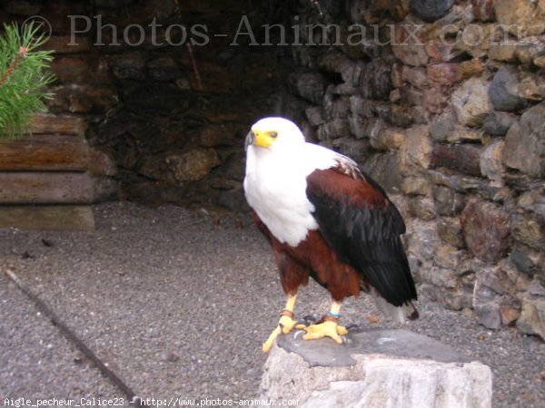 Photo d'Aigle pcheur