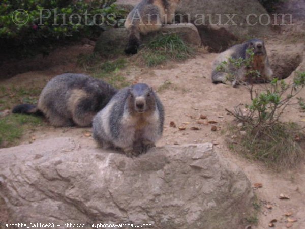 Photo de Marmotte