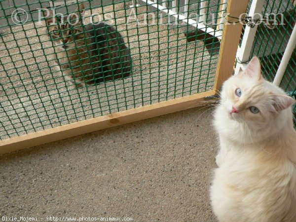 Photo de Ragdoll