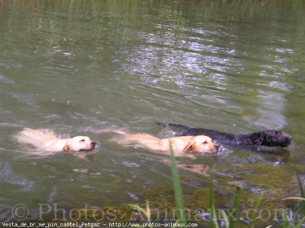 Photo de Labrador retriever