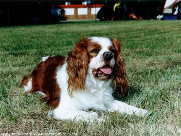 Photo de Cavalier king charles spaniel