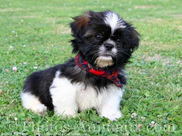 Photo de Shih tzu