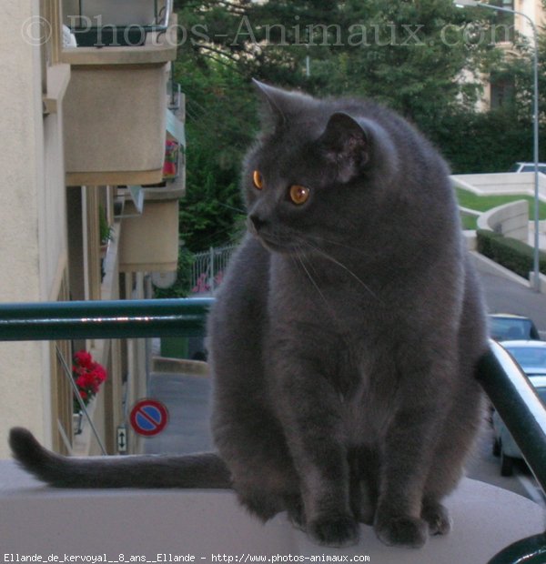 Photo de Chartreux