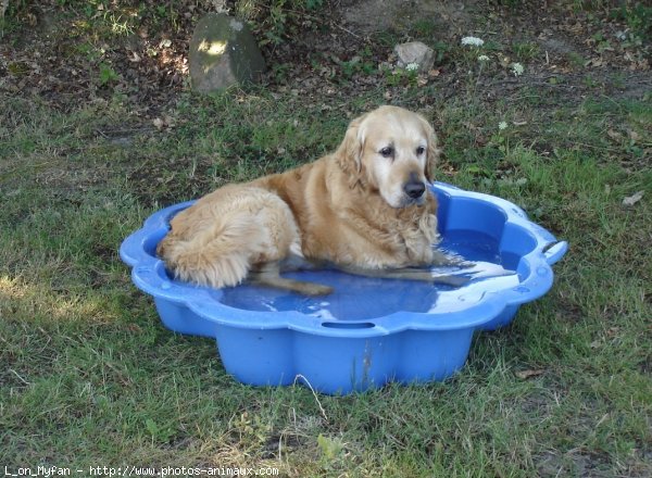 Photo de Golden retriever