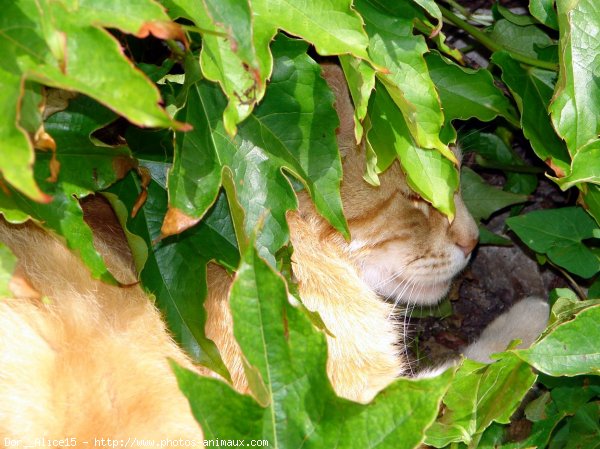 Photo de Chat domestique