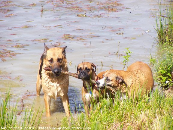 Photo de Races diffrentes