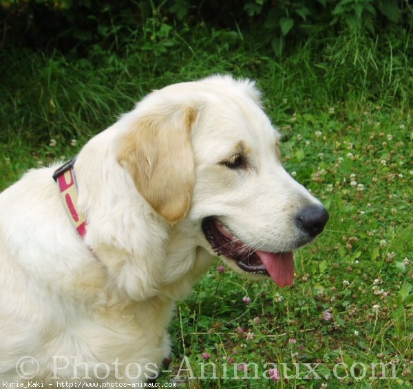 Photo de Golden retriever