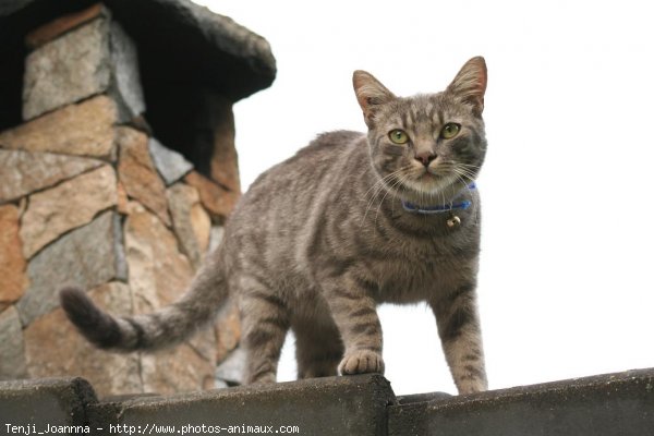 Photo de Chat domestique