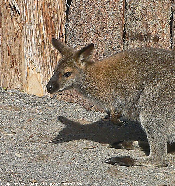 Photo de Wallaby