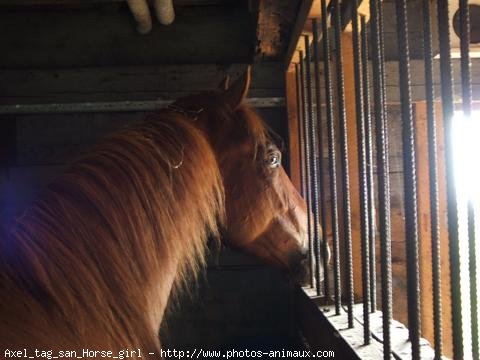 Photo de Quarter horse