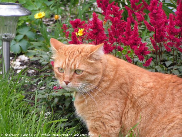 Photo de Chat domestique