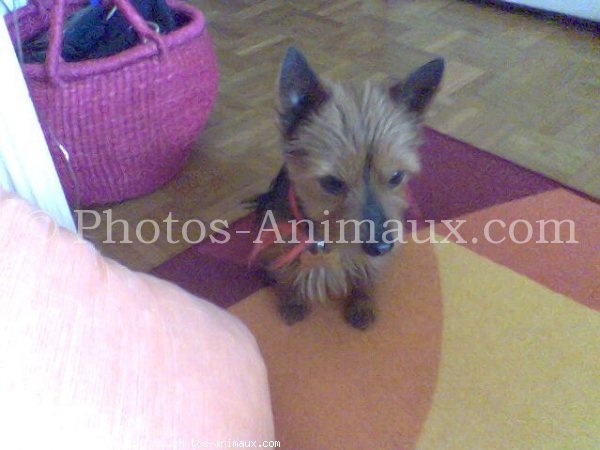 Photo de Yorkshire terrier