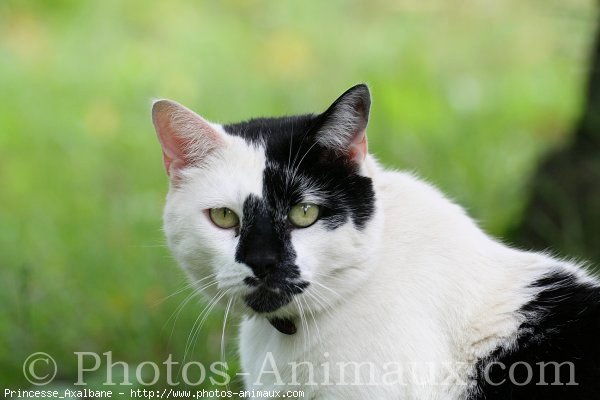 Photo de Chat domestique