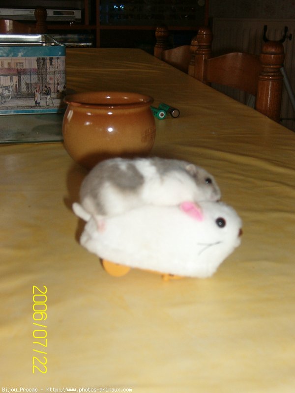 Photo de Hamster