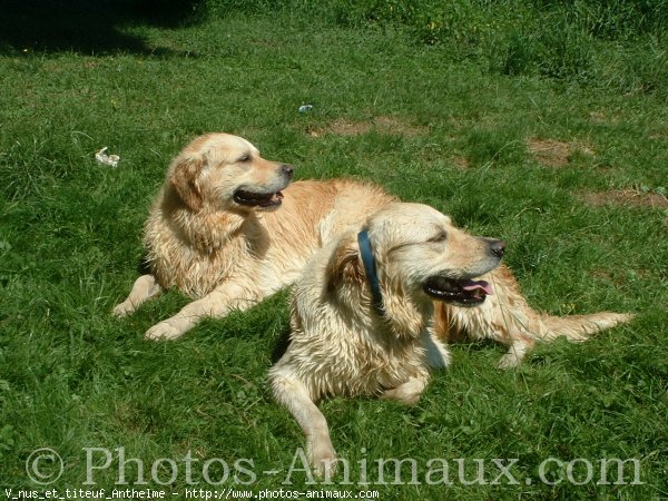 Photo de Golden retriever