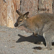 Photo de Wallaby