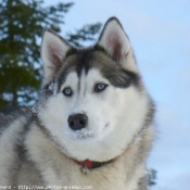 Photo de Husky siberien