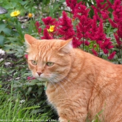 Photo de Chat domestique