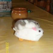 Photo de Hamster