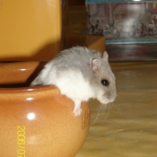 Photo de Hamster