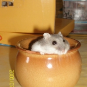 Photo de Hamster