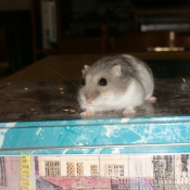 Photo de Hamster