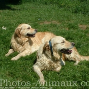 Photo de Golden retriever