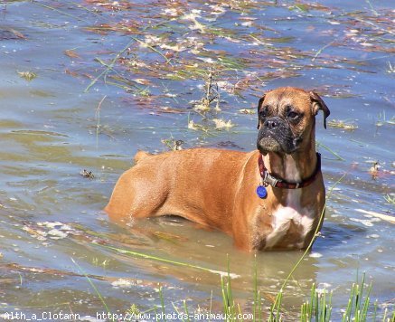 Photo de Boxer