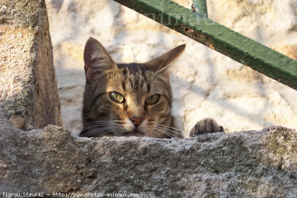 Photo de Chat domestique