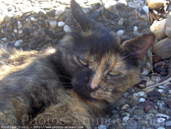 Photo de Chat domestique