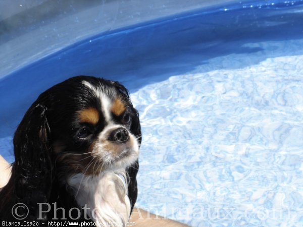 Photo de Cavalier king charles spaniel