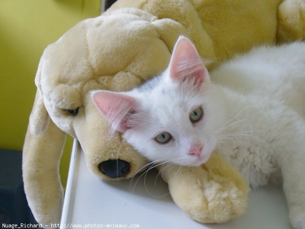 Photo de Chat domestique