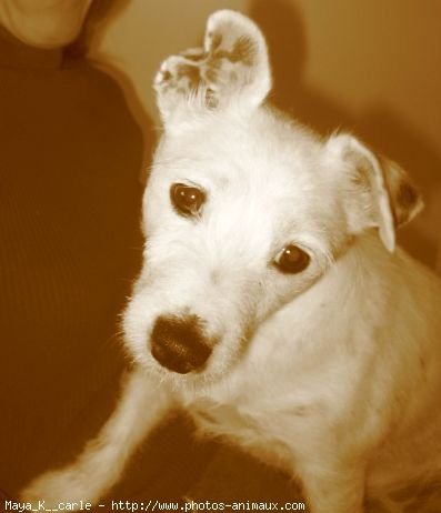 Photo de Jack russell terrier