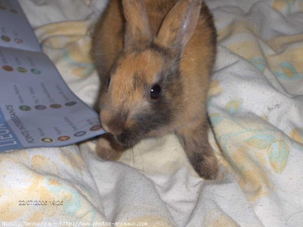 Photo de Lapin