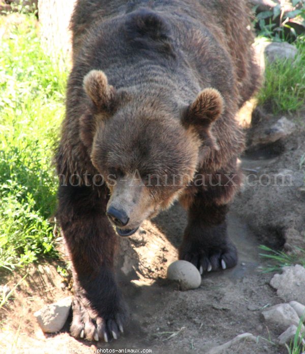 Photo d'Ours