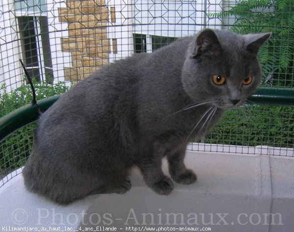 Photo de Chartreux