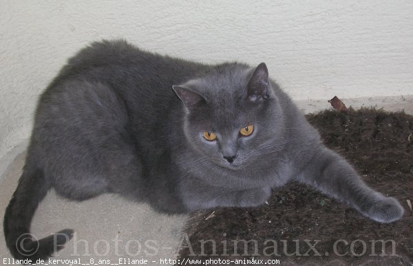 Photo de Chartreux